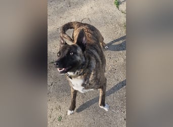 Bin ich ein Malinois Mix Mädel?