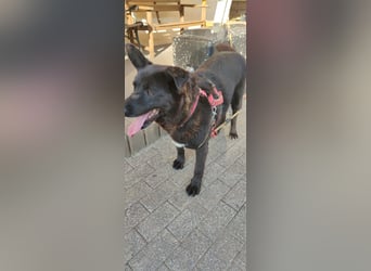 Raven - lieber Anfängerhund in Deutschland