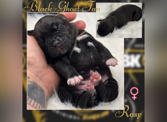 Kingzbullys Classic Edition/American Bully Classic