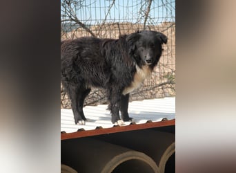 Corwin Border Collie Mix sucht ein liebes Zuhause oder erfahrene Pflegestelle