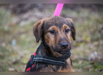 Malna-SI, kleine Welpin sucht liebe Familie