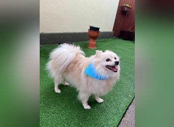 Monty, freundlicher Kleinspitz Rüde geb. 2019