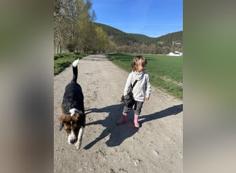Sennenhund-Mischling