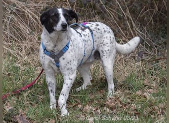 Diana ist eine entspannte Hundedame