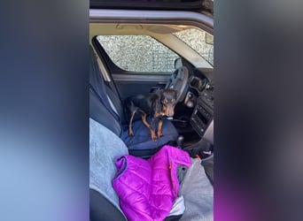 Leyla aktiver Jagdterrier Mischling Hündin sucht Zuhause für immmer