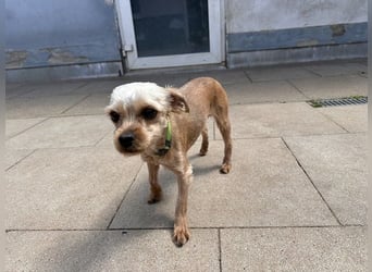 Milo, Yorkshire Mix, geb. 7/ 2024, schüchtern, will die Welt kennenlernen