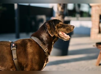 Maffy - Labrador-Mix-Hündin mit Herz sucht ihr Für-immer-Zuhause