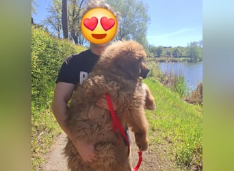 Do khyi Tibetischer Mastiff