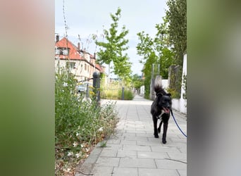 Freundlicher ELVIS möchte dich um seine hübschen Pfoten wickeln