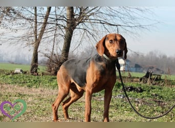 Moon, zauberhafter toller Hund