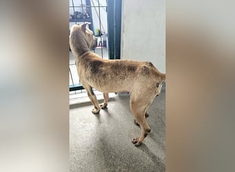 Süße Shar-Pei Dame auf der Suche nach ihrem Für-Immer-Zuhause