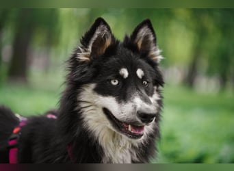 Bezaubernder Tierschutzhund Artek❤️sucht Pflege- oder Endstelle in liebevollem Zuhause