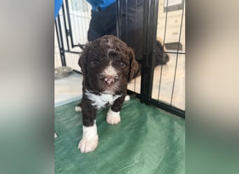 Lagotto Romagnolo Welpen reinrassige