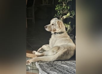 Miranda - Familie fürs Leben gesucht (82041 Deisenhofen)