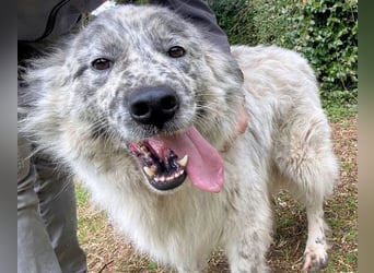 Jereld - Hund mit Sommersprossen sucht seine Familie