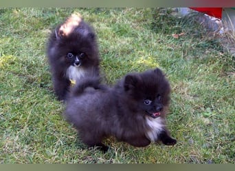 Zwergspitz Pomeranian Welpen Bärchengesichter mit Ahnentafel