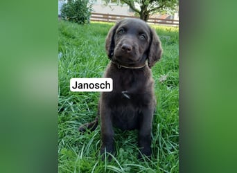Welpen Labradoodle F1 Braun Groß Könispudel x Labrador