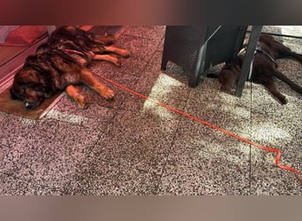 Freundlicher HAGRID-sanft, mit großen Herzen für Menschen will endlich raus aus dem Tierheim