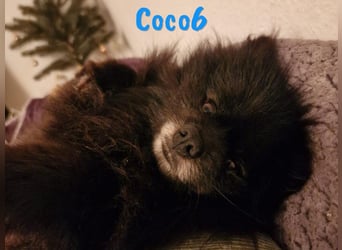 Coco6 09/2019 (in Deutschland) - Pomeranian Zwergspitz Mix sucht verantwortungsvolle Menschen!