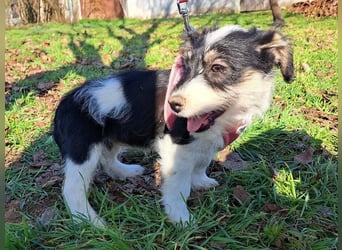 Vesta, kleines Hundemädchen sucht ein Zuhause