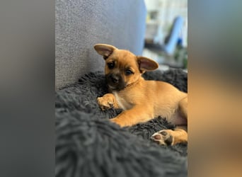 Peach - ein quirliges Welpenmädchen