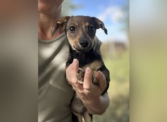 Chip 269814: Hundekind sucht ein Zuhause