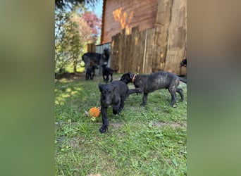 Deerhoundwelpen suchen ein liebevolles Für-Immer-Zuhause