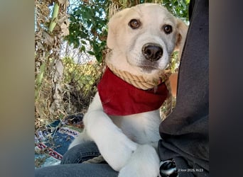Lena4 geb. 03/2025 (GRC) - fröhliche und lustige Griechische Schäferhund Mix Welpin!