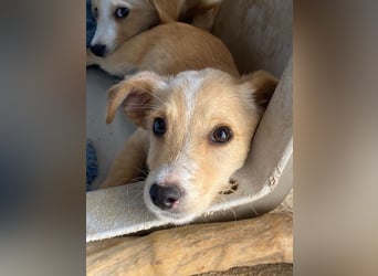 Tasha, geb. ca. 03/2025, lebt in GRIECHENLAND, im städt. Tierheim Serres