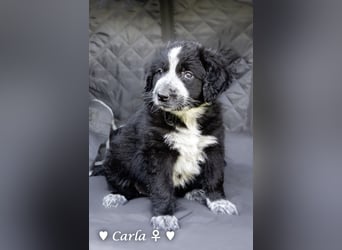 Cecilia, Cindy und Carla suchen ab Mitte Juli ein Zuhause