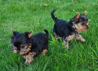 Yorkshire-Terrier Welpen sofort abgabebereit