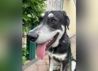 Raio sucht seinen Hof
