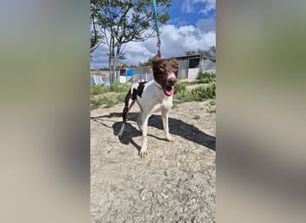 Cookie, Katzenverträglichkeit und lieb