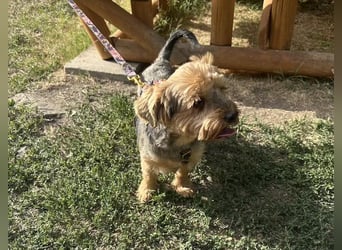 Yoyo, treuer Yorkshireterriermix, ca. 5 Jahre, ca. 31 cm, ca. 9 kg *in 50733 Köln*