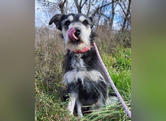 Schnauzer-Mix ♥Milo♥ ein Herzens-Hund