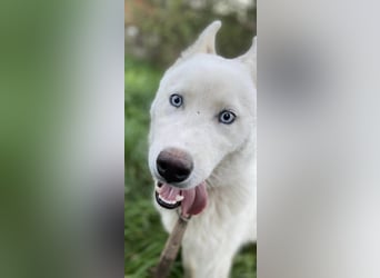 Moon - schneeweißer Husky