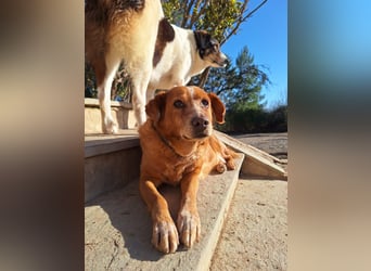 Ginger - Charmante Hundedame sucht ein Zuhause!