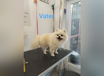 Pomeranian
