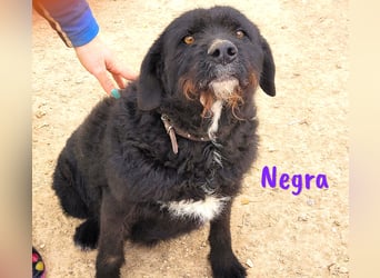 Negra 01/2018 (ESP) - sehr liebevolle, verschmuste und menschenbezogene Schnauzer-Mix Hündin!