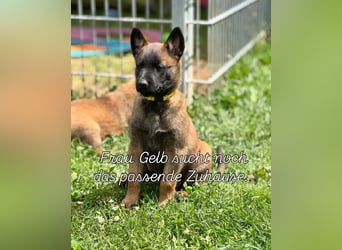 Malinois