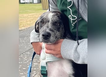 Merlin sucht eine liebevolle Familie