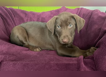 Süße aufgeweckte Mischlingswelpen Labrador-Retriever von Schulhunden