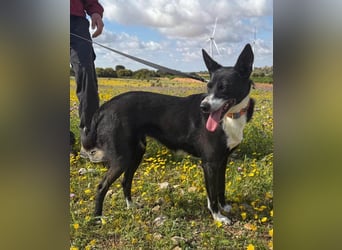 Trixie - auf Ratplatz ausgesetzt
