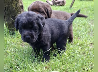 Labrador Welpen mit Ahnentafel