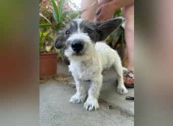 Lobo, geboren 30.03.2025, 23cm sucht seine Menschen