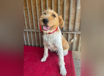 Flip, Foxterrier-Mix, Rüde, geb. am 01.01.2024, 45 cm