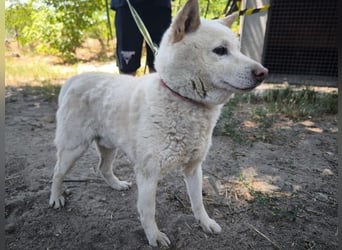 Hachi, sanfter Traumhund, ca. 10 Jahre, ca. 37 cm, ca. 11 kg