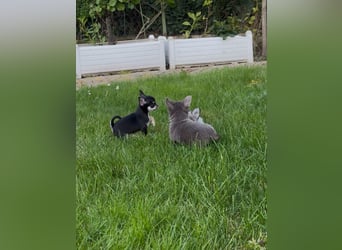 Chihuahua Welpen reinrassig Rüde