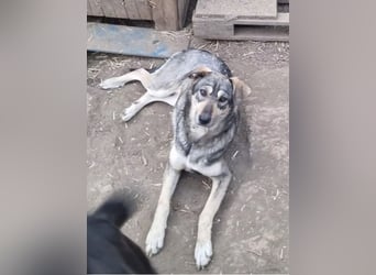 Nadja - fröhliche, aktive, liebe Schäferhund Mix Hündin / z.Zt. noch in Rumänien