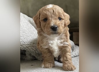 Maltipoo Welpe (Malteser+Pudel)